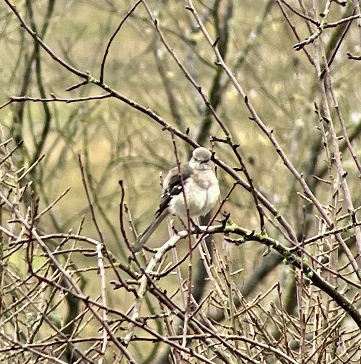 Northern Mockingbird - ML646408509