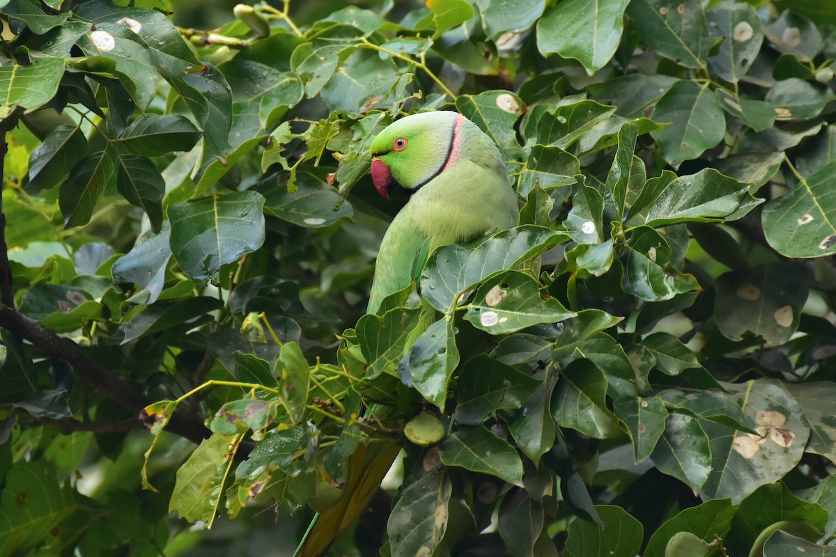 ホンセイインコ - ML646408511