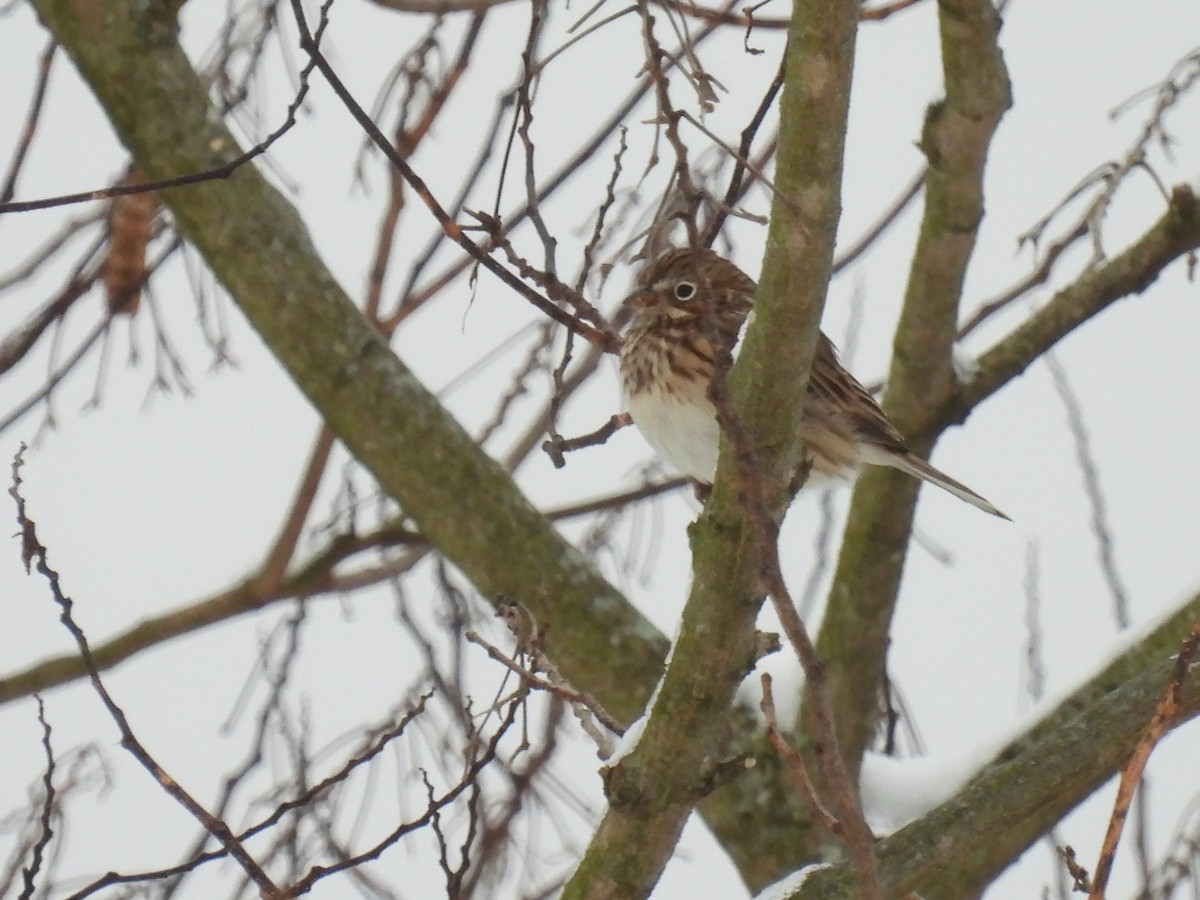 Vesper Sparrow - ML646408512