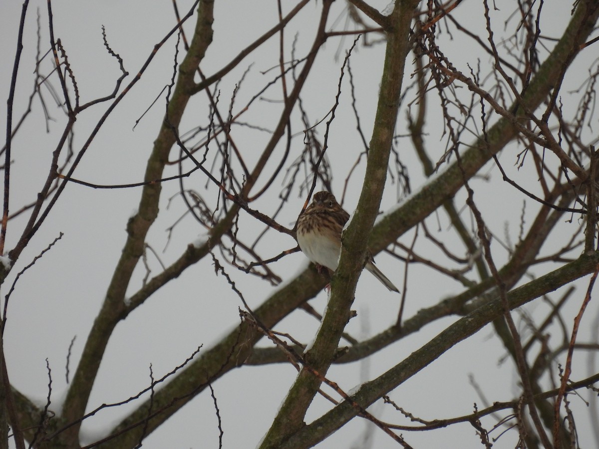 Vesper Sparrow - ML646408513