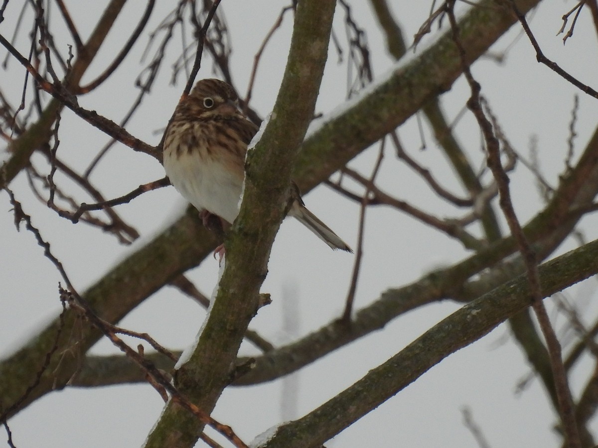Vesper Sparrow - ML646408514