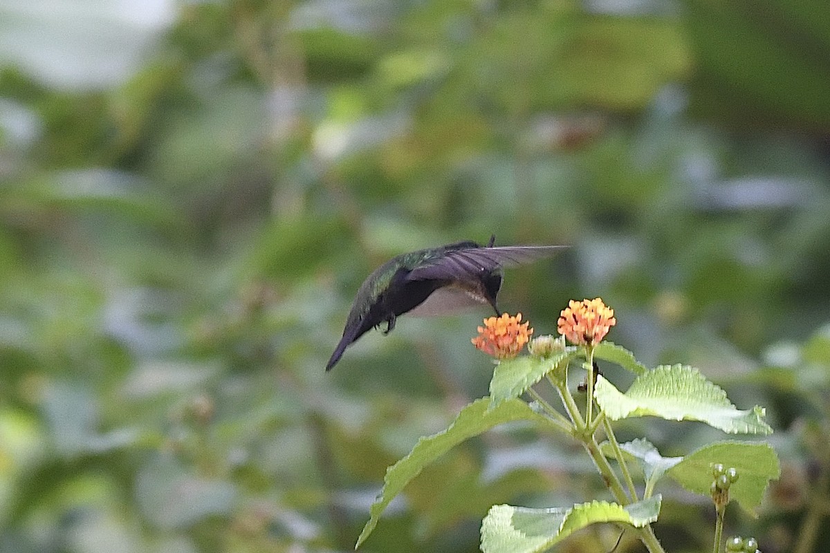 アンチルカンムリハチドリ - ML646408515