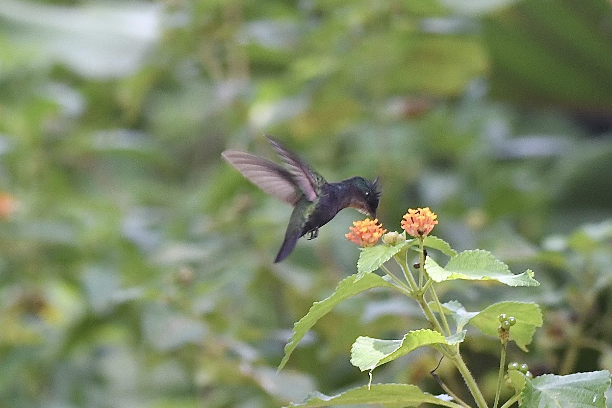 アンチルカンムリハチドリ - ML646408516