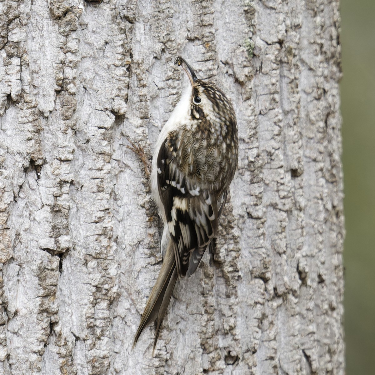 アメリカキバシリ - ML646408517