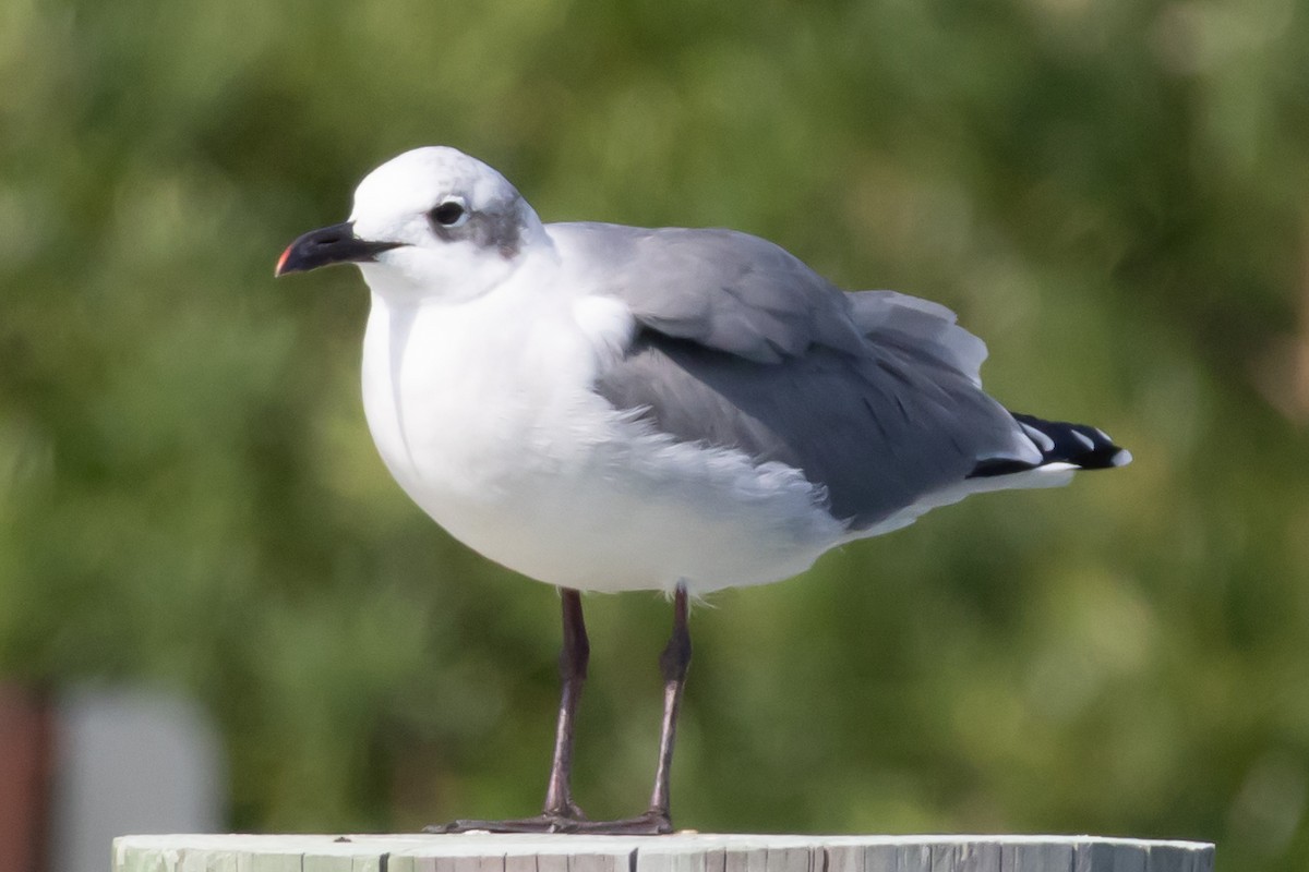 ワライカモメ - ML646408519