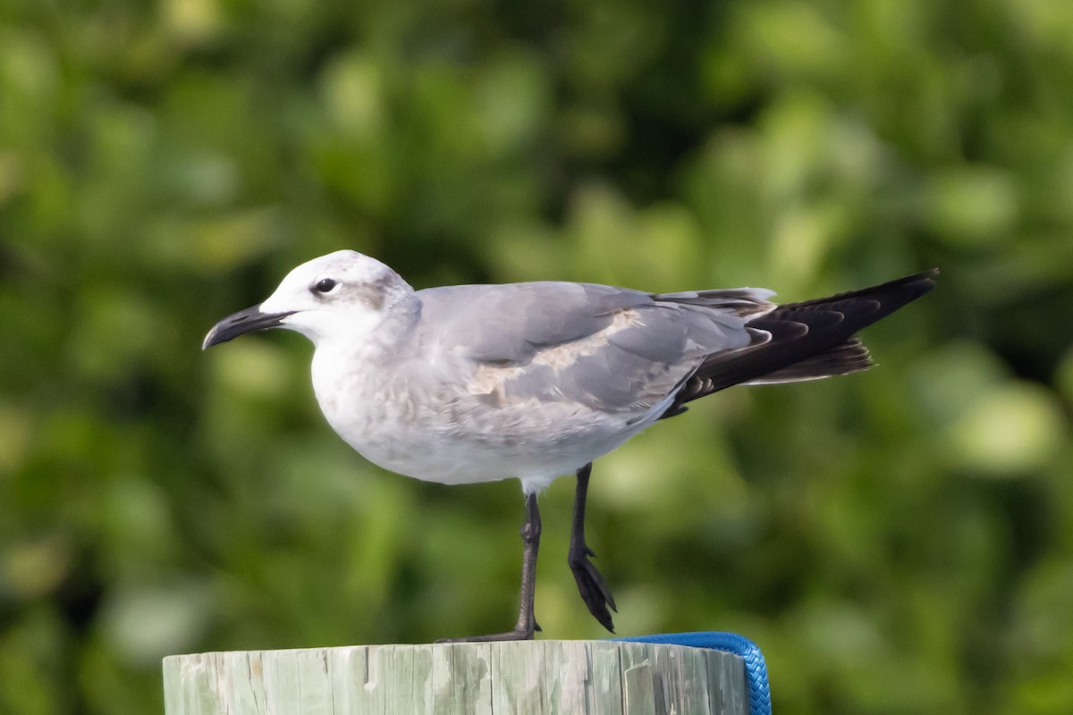 ワライカモメ - ML646408520