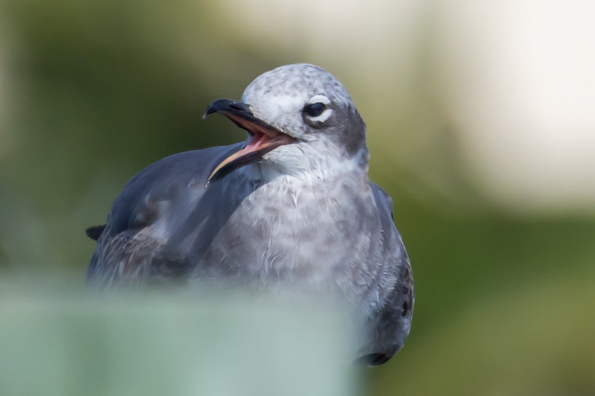 ワライカモメ - ML646408521