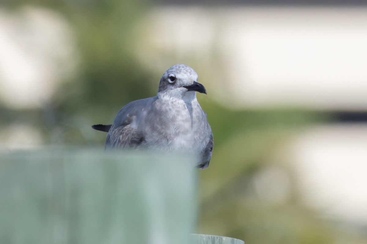 ワライカモメ - ML646408522