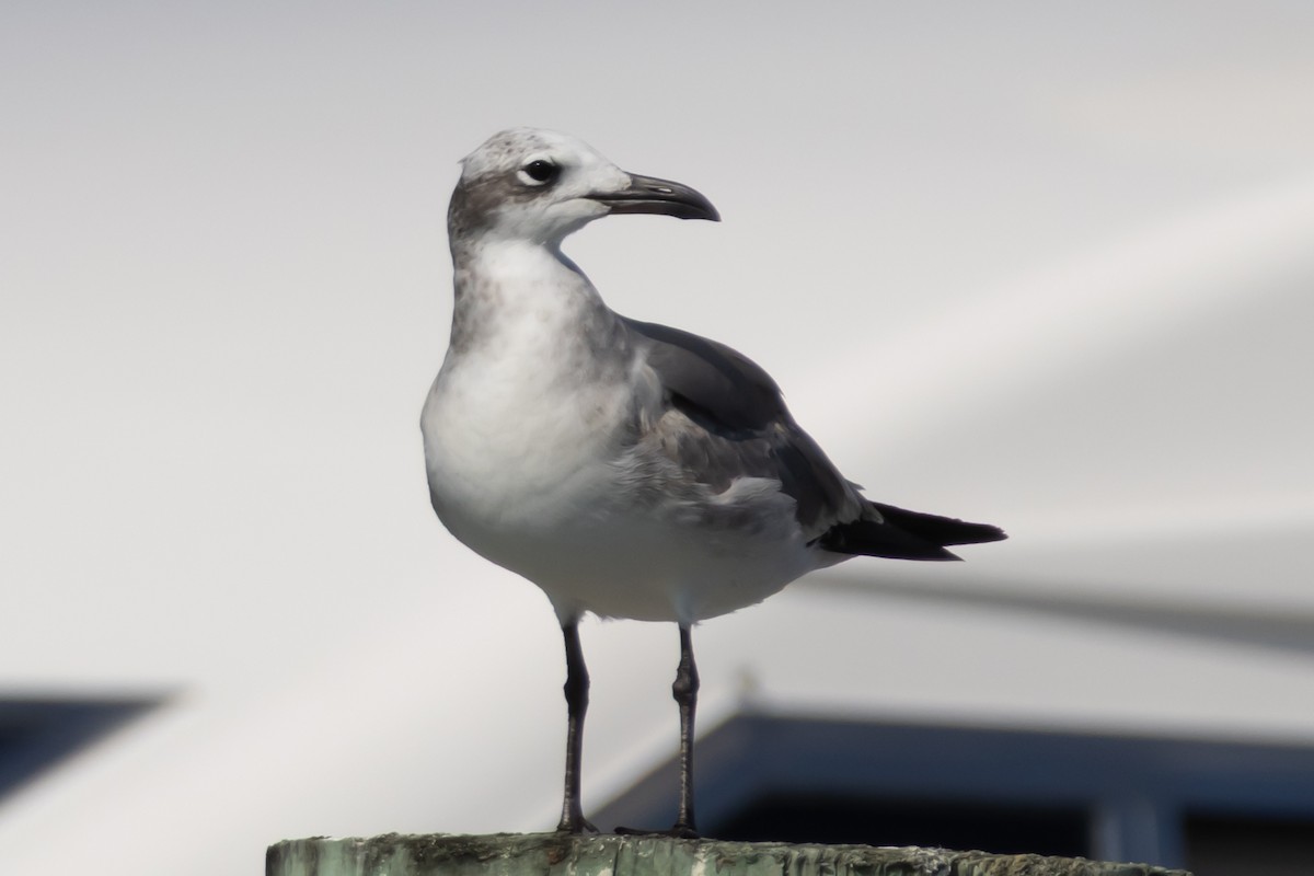 ワライカモメ - ML646408523