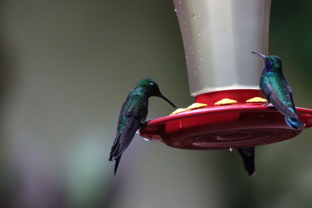 ミドリボウシテリハチドリ - ML646408524