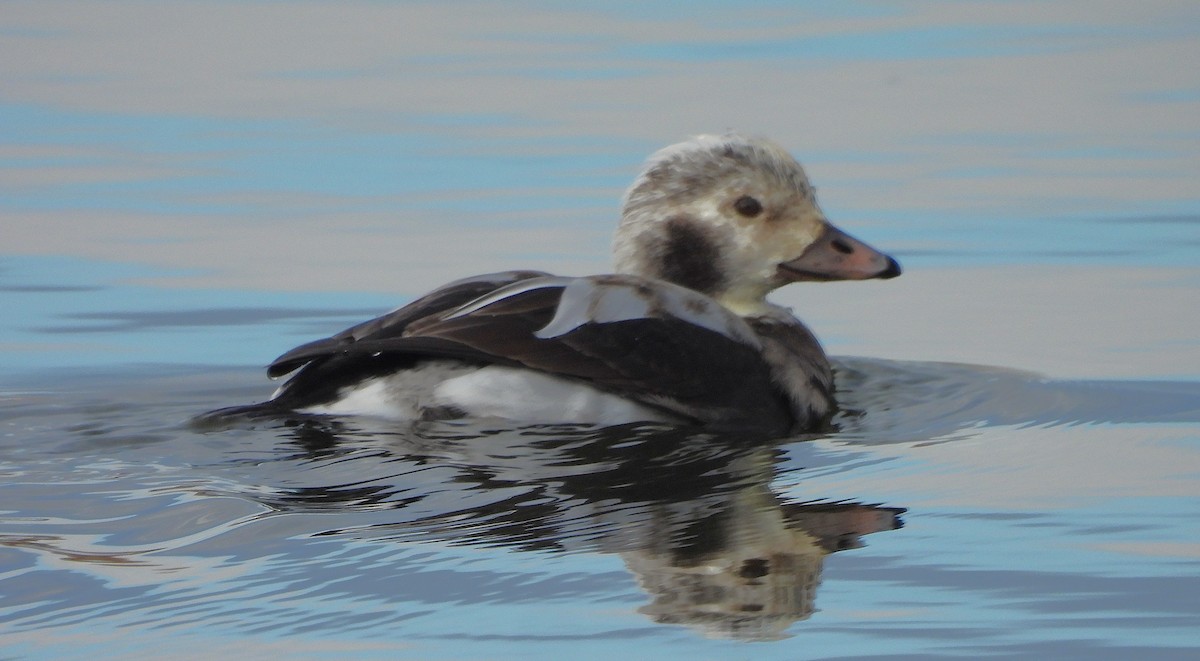 コオリガモ - ML646408525