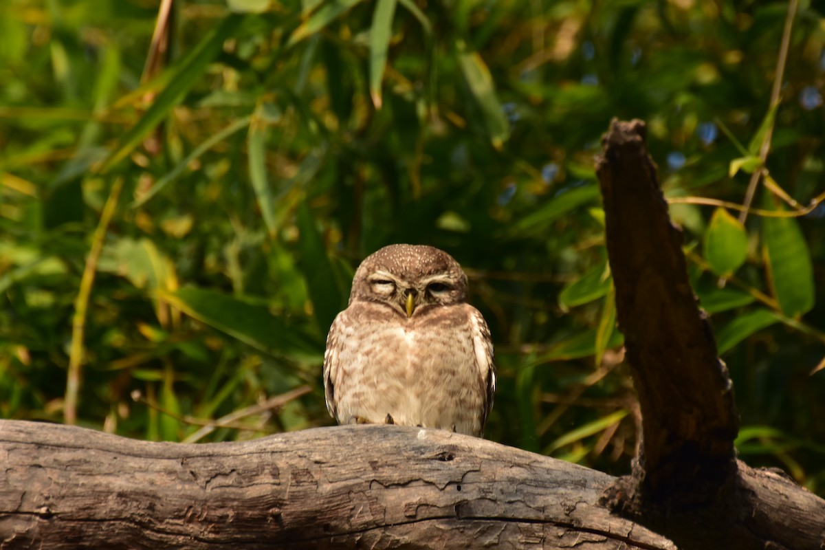 インドコキンメフクロウ - ML646408526