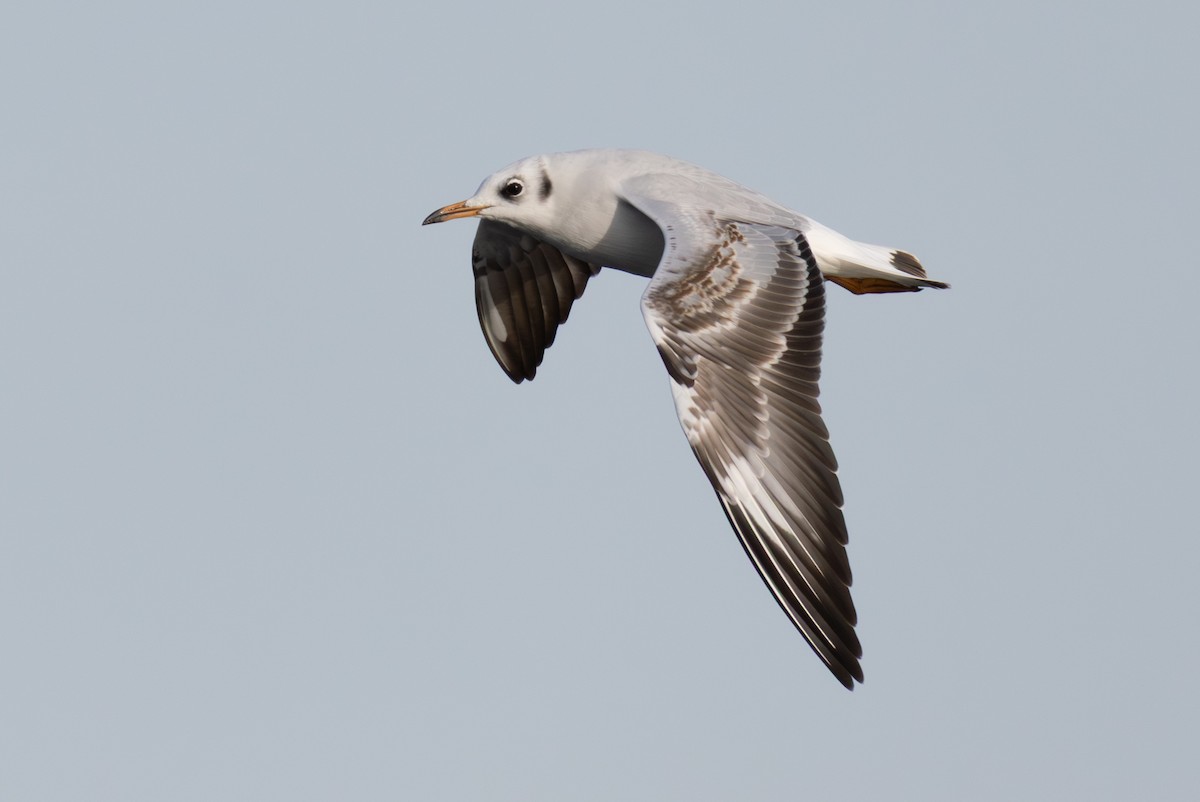 ユリカモメ - ML646408527