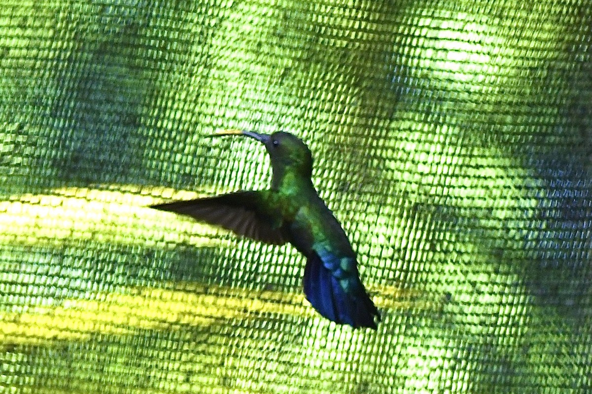 ウチワハチドリ - ML646408528