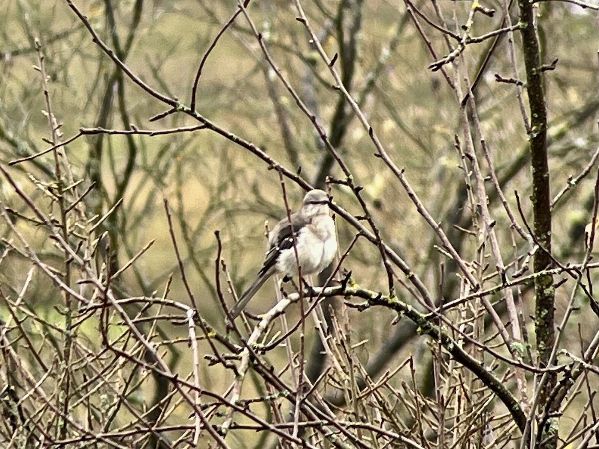 Northern Mockingbird - ML646408529