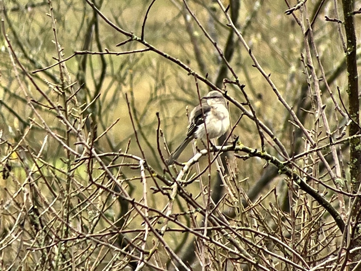 Northern Mockingbird - ML646408530