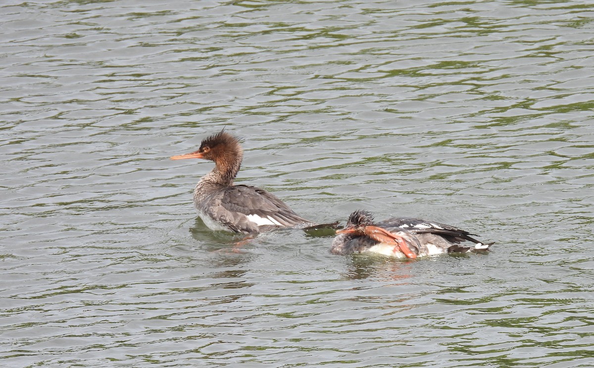 ウミアイサ - ML646408532