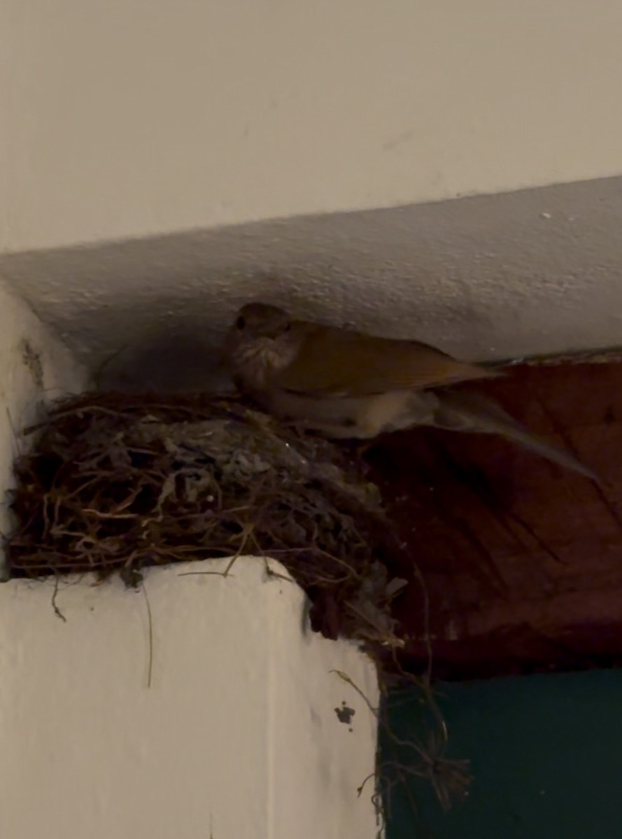 サメイロツグミ - ML646408533