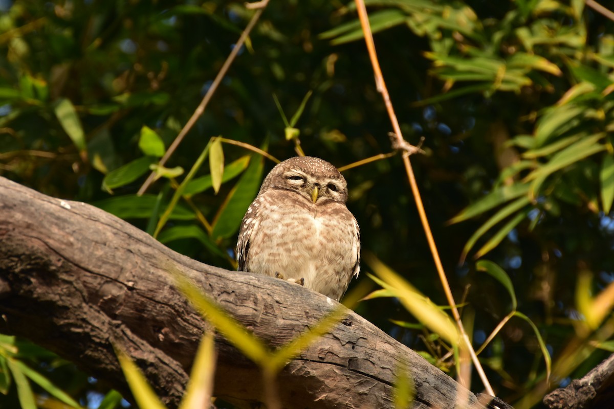 インドコキンメフクロウ - ML646408534