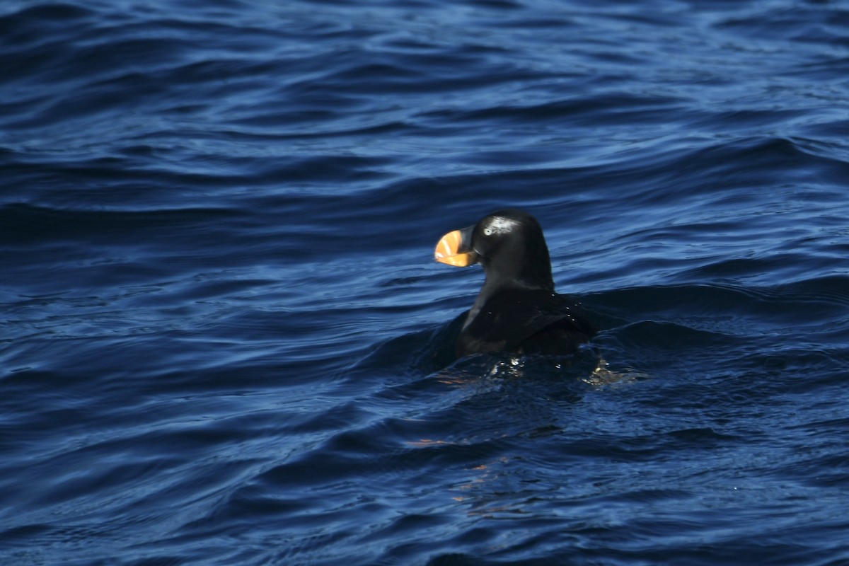 エトピリカ - ML646408538