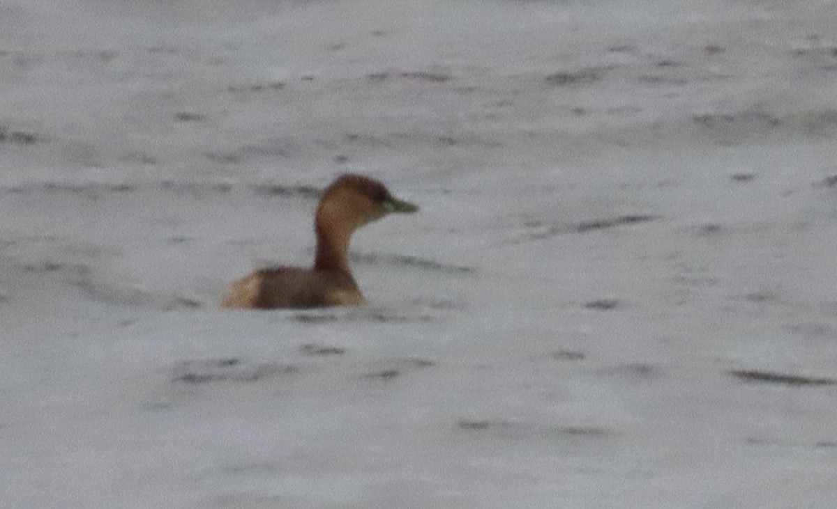 カイツブリ - ML646408539