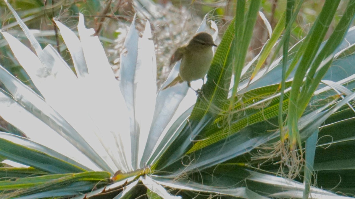 チフチャフ - ML646408541