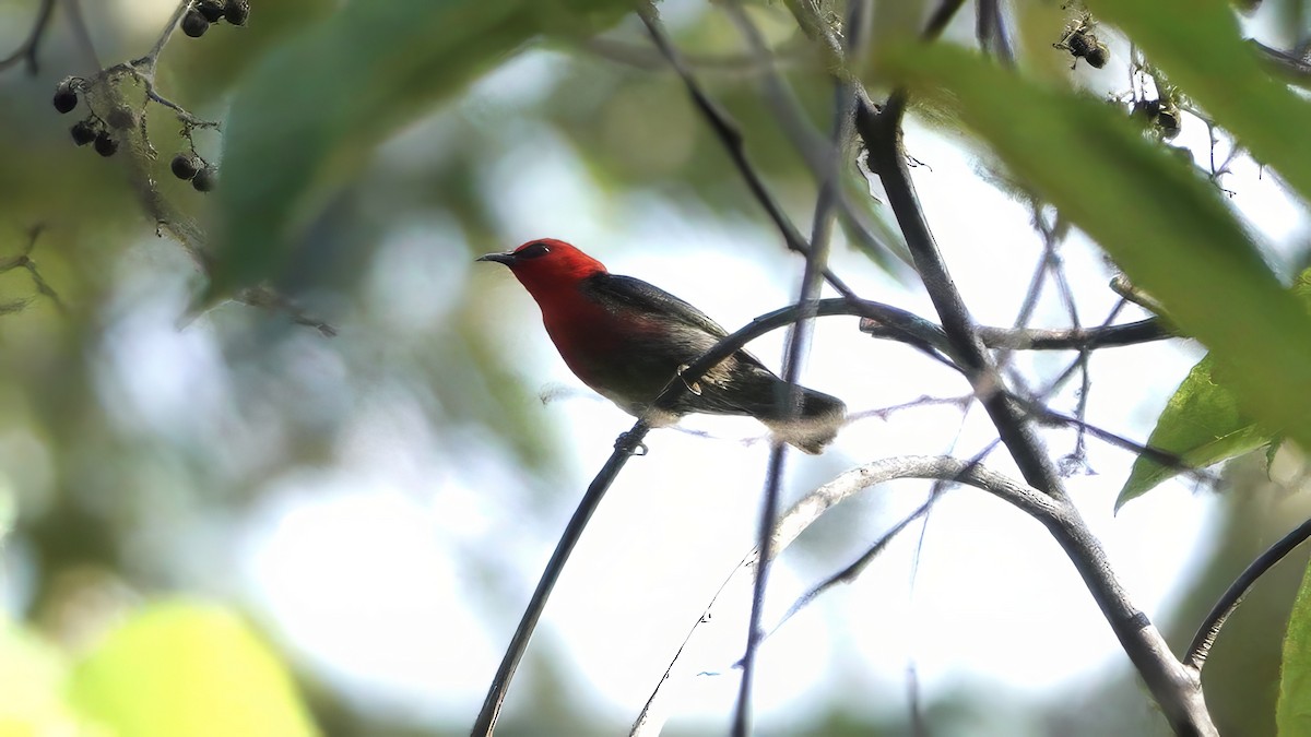 Obi Myzomela (undescribed form) - ML646408542