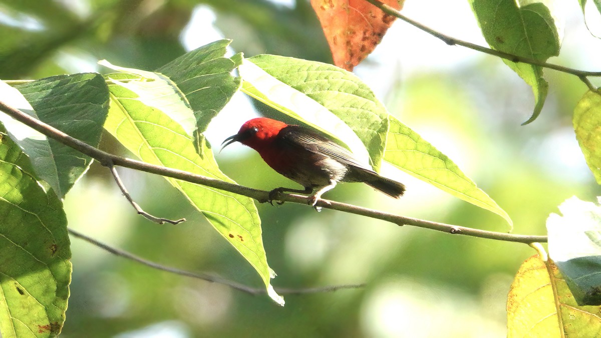 Obi Myzomela (undescribed form) - ML646408543