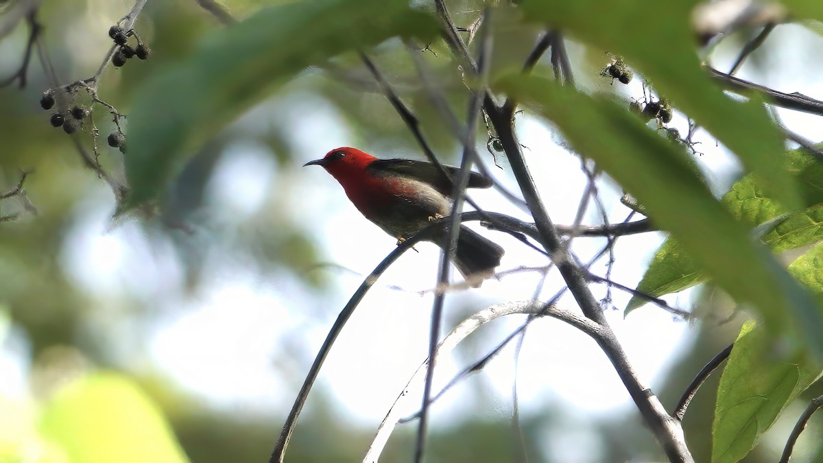 Obi Myzomela (undescribed form) - ML646408544