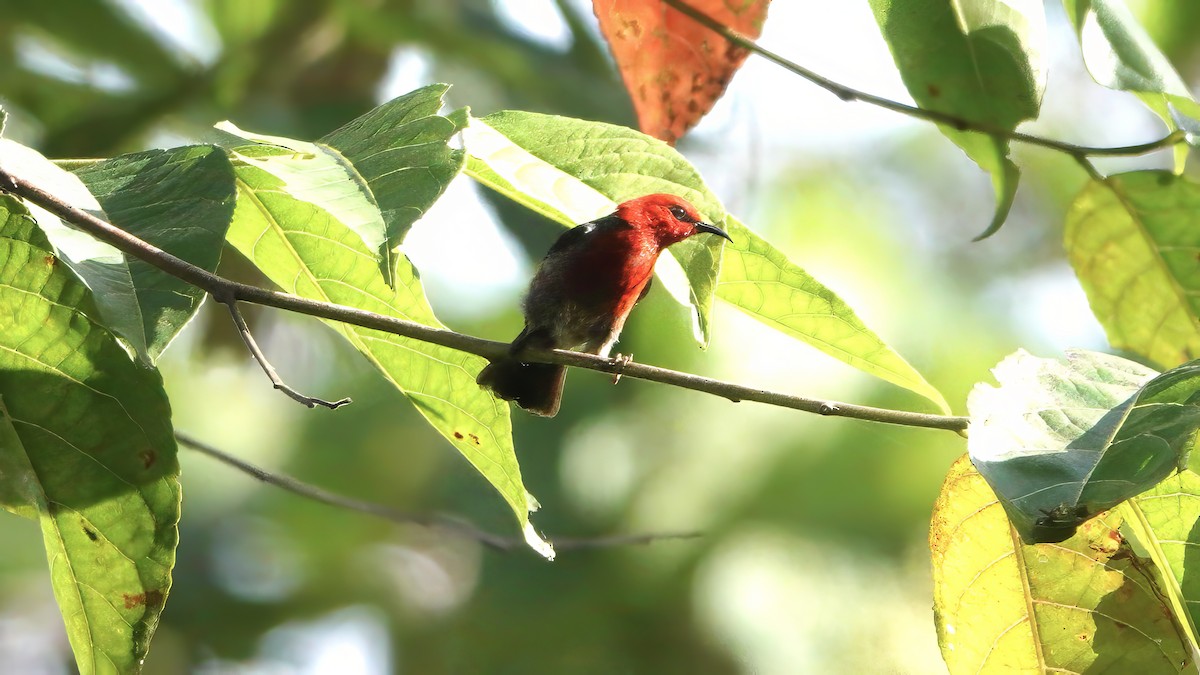 Obi Myzomela (undescribed form) - ML646408545