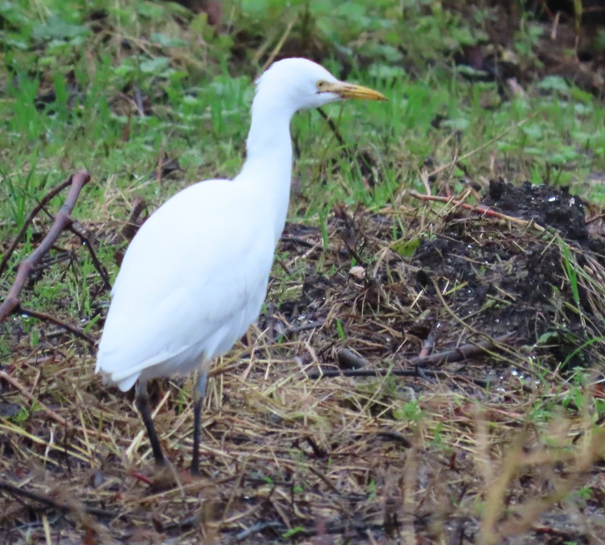 Western Cattle-Egret - ML646408549
