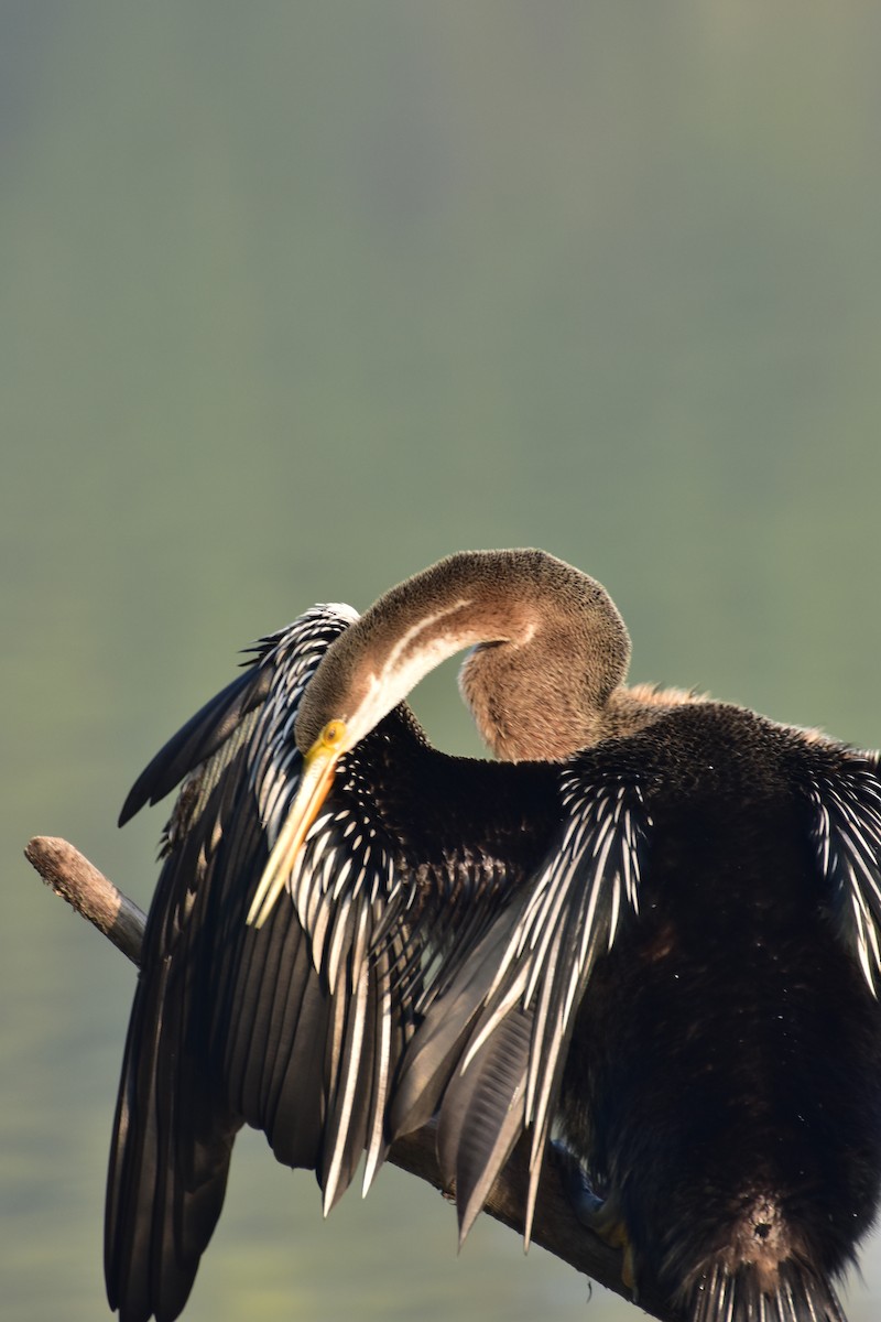 アジアヘビウ - ML646408550