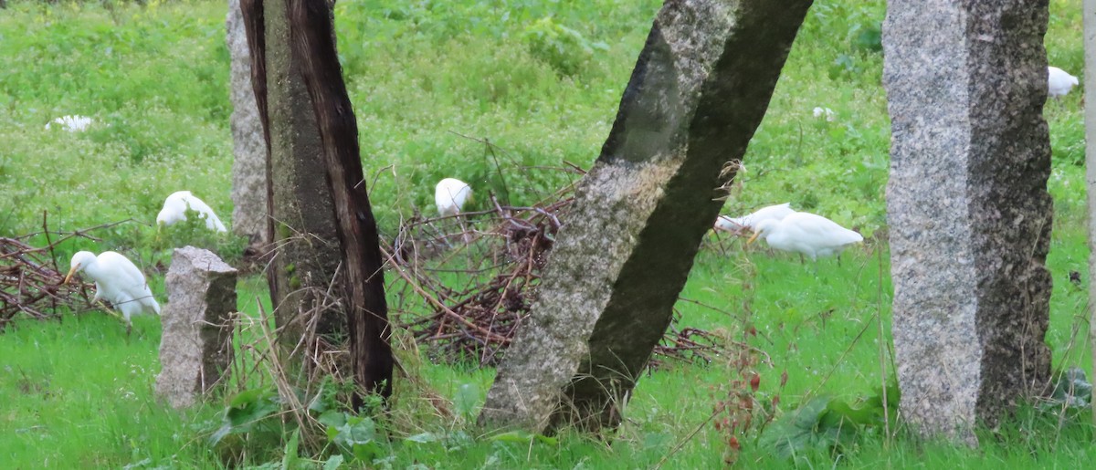 Western Cattle-Egret - ML646408551