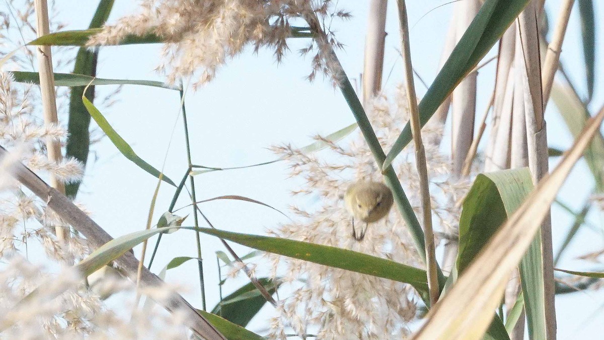 Common Chiffchaff - ML646408552