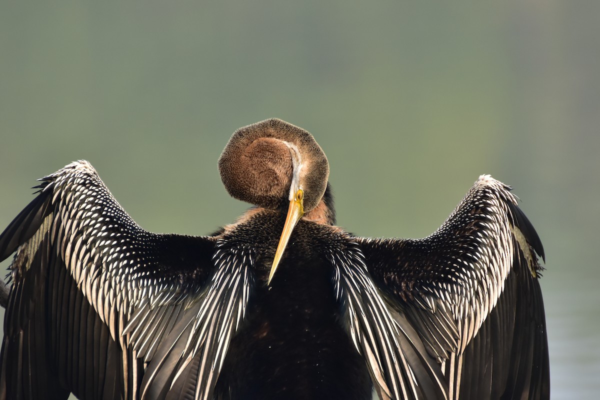 Oriental Darter - ML646408557