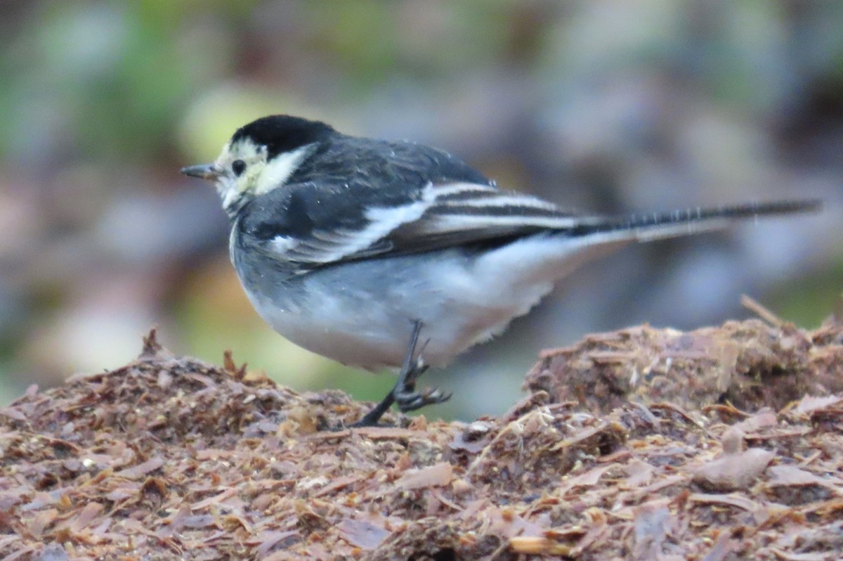 konipas bílý (ssp. yarrellii) - ML646408559