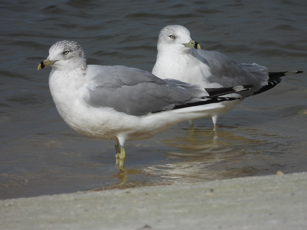 Ring-billed Gull - ML646408560