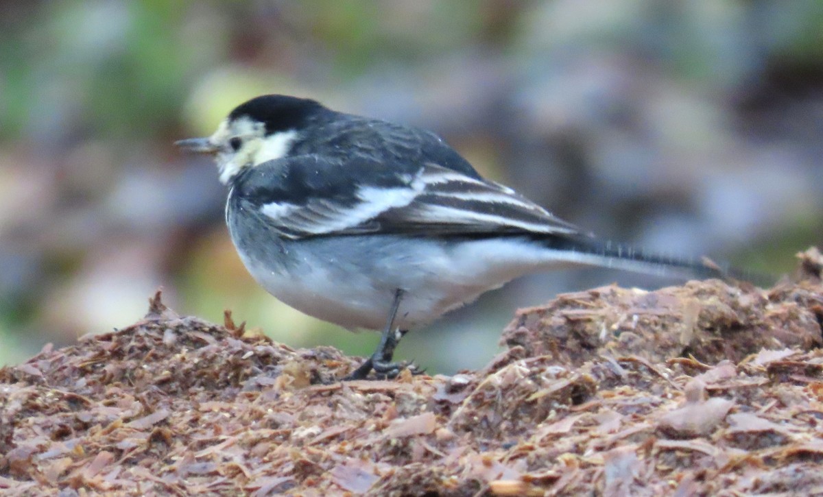 konipas bílý (ssp. yarrellii) - ML646408561