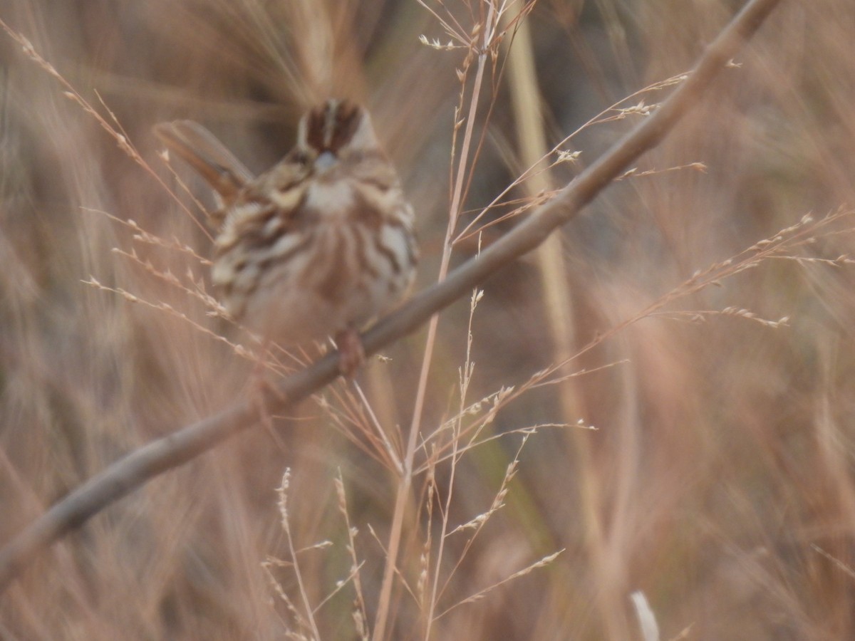 strnadec zpěvný - ML646408563