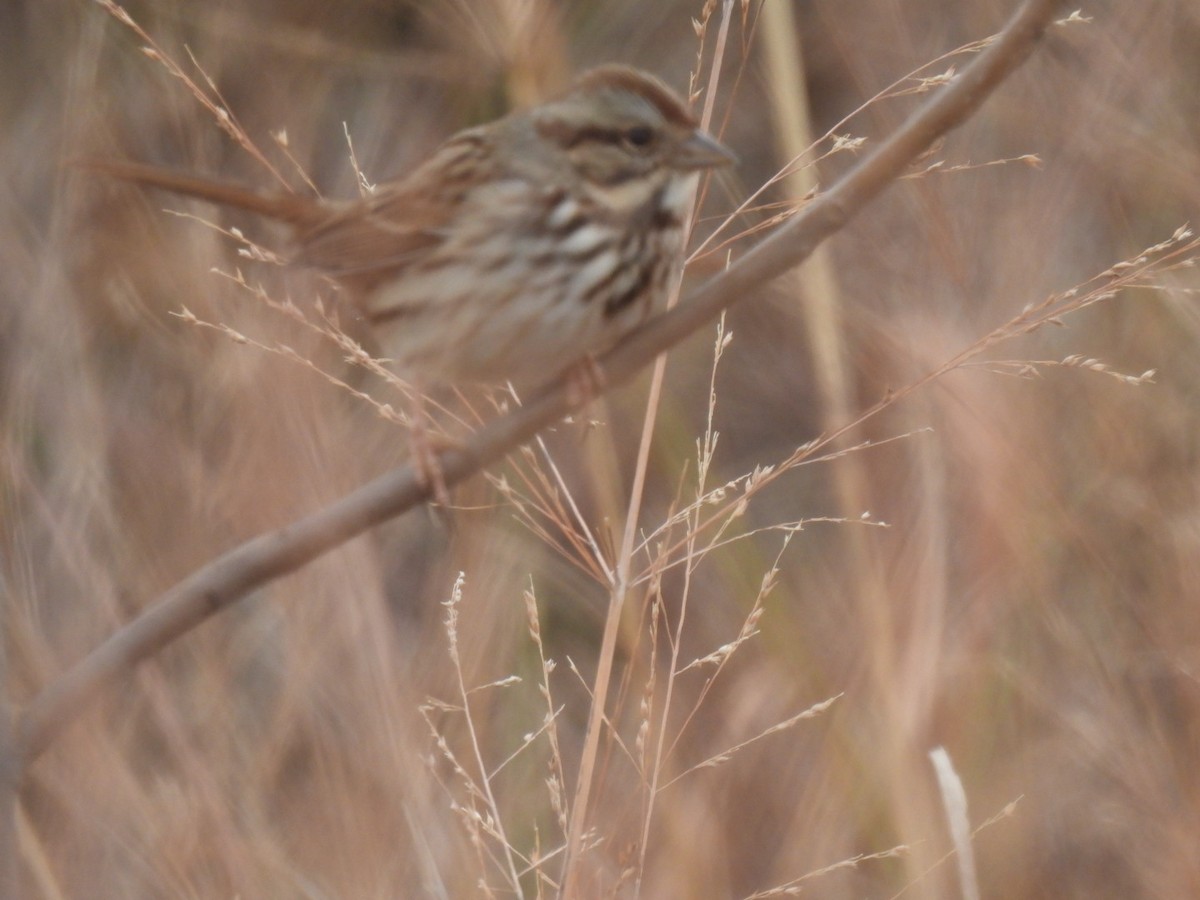 strnadec zpěvný - ML646408564