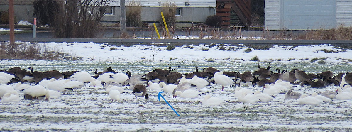 Ross's Goose - ML646408565