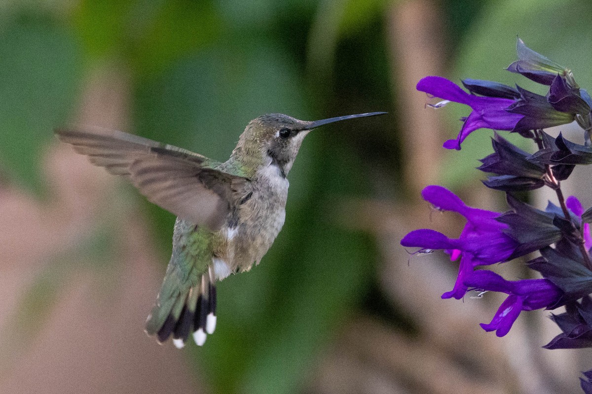 ノドグロハチドリ - ML646408566