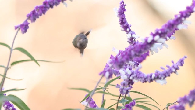 Александров колибри - ML646408568