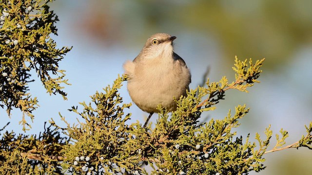 Многоголосый пересмешник - ML646408570