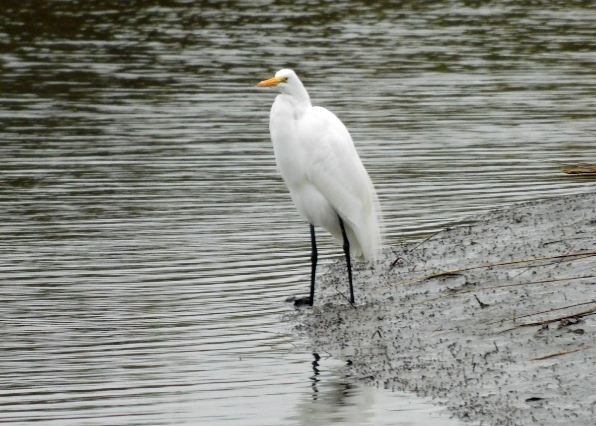 大白鷺 - ML646408571