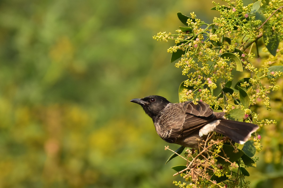 Красногузый бюльбюль - ML646408572