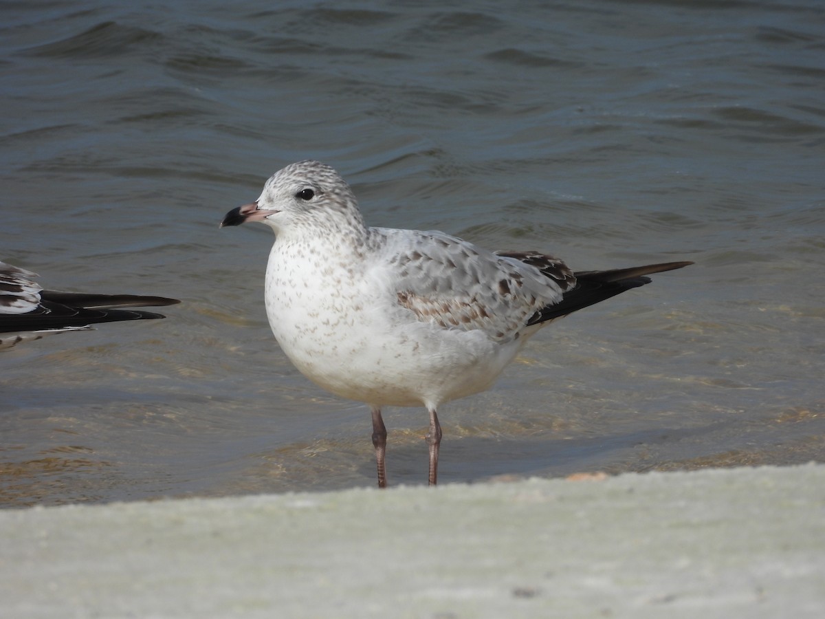 Делавэрская чайка - ML646408573