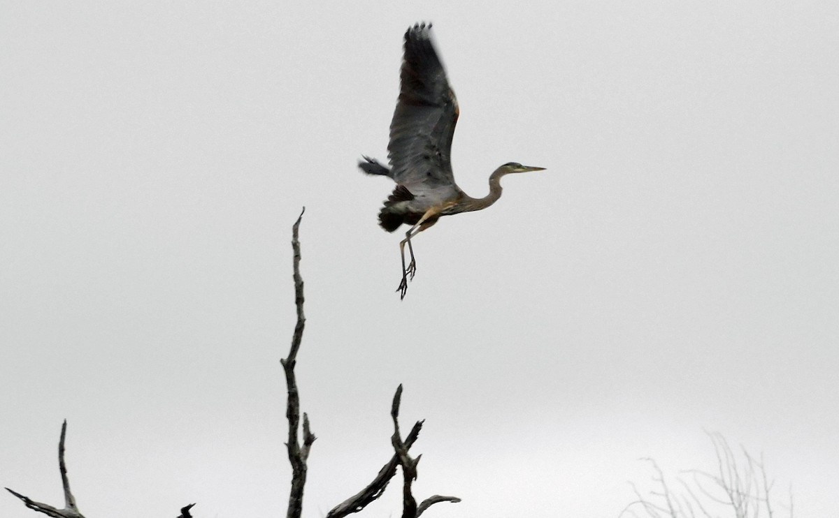 Большая голубая цапля - ML646408574