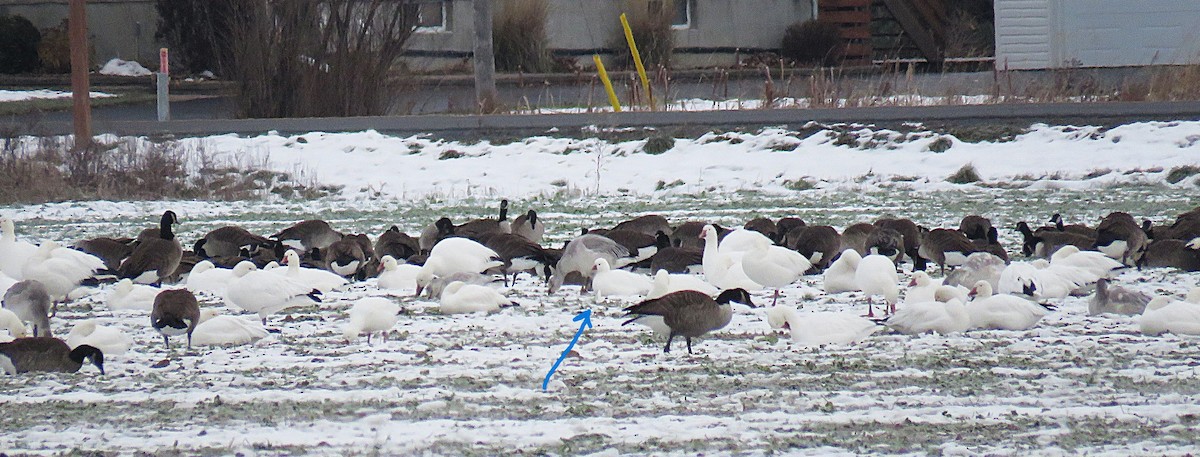 Гусь Росса - ML646408577