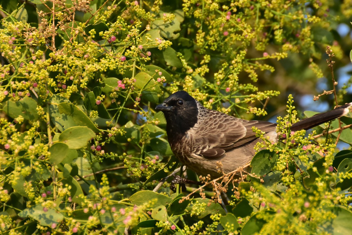 Красногузый бюльбюль - ML646408578